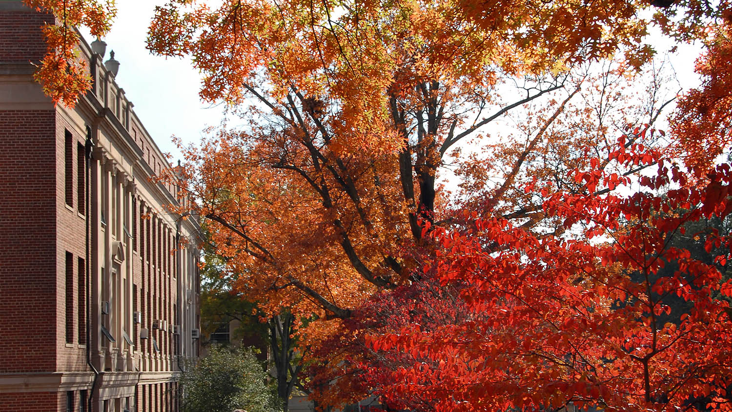 Withers Hall next to autumn leaves
